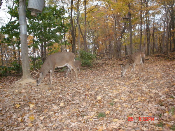 8 point buck